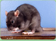 rat control Whitton